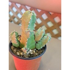 팅커벨 목각기린, 1개