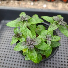 허브 식물 모음 식용 로즈마리 장비허브 민트, 선택: 02. 초코민트