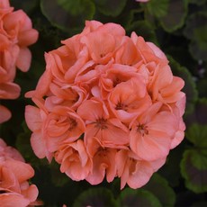 어린모종 제라늄 8cm분 56종, 조날01 갤럭시 살몬, 1개