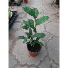 레몬나무 오렌지레몬나무