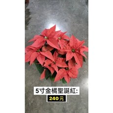 霏霏園藝 5吋金橘聖誕紅盆栽 聖誕節慶佈置 居家綠意點綴, 1個