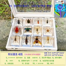 곤충 표본 액자 관찰 수집 벌레 교육용 과학 상자 봄곤충 입체관액자 나비표본, 1. A세트
