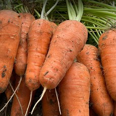 당근못난이쥬스용1kg혼합과_공급 924419 1개입, 당근못난이쥬스용1kg(혼합과)_공급 ,1개입