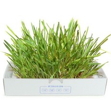 고양이풀 고양이화분 제이네이쳐 투명한 캣그라스 중형