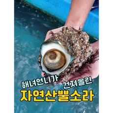 [보물섬해녀언니] 해녀가 직접잡은 자연산 뿔소라 1kg, 구이용(12-14미), 1개