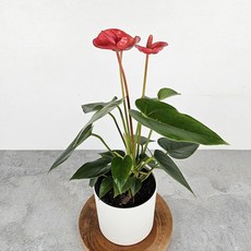 공기정화식물+간편화분 간편한 인테리어 식물화분, 1개, 14.안시리움 레드+포트화분