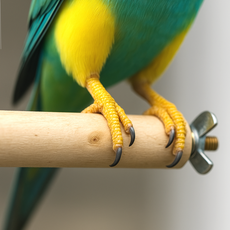 횟대 새장 조류용 앵무새 나무 스틱, S, 1개, 사이즈_S