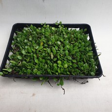 콩짜게 난, 2개, 2개