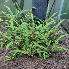 하이그로필라 피나디피다 4촉