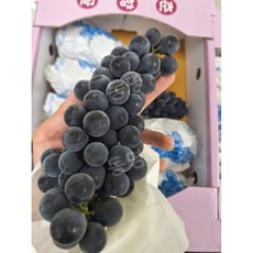 동명 특품 하우스 켐벨포도 노지 고당도 국내산, 1kg