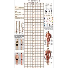 격자 교정 자세 블라인드 바디체크보드3type1 필라테스 측정 체형분석표 헬스장, 브라운 120 210 스티커 접착제 도구