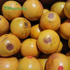 못난이 자몽 5kg, 1개