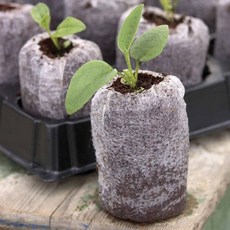 천연포트 지피, 33mm, 1개