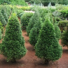 상상정원 주목나무 묘목 - H0.6~1.0 분묘, 1개, H0.6/분