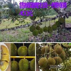 霏霏園藝 榴蓮實生苗, 1個, 榴蓮金枕頭實生苗高60-80公分高500
