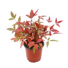 갑조네 남천(소품) 실내 공기정화식물 실내화초 화분 노지월동 화단꾸미기 키우기 쉬운 식물, 1개