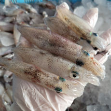 총알한치 500g+500g 총 1kg 30~50미, 1개