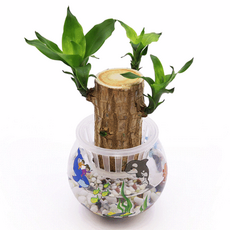 (한진과학)행운목 수경재배 기르기, LED 포함