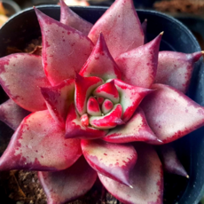 내맘대로골라 다육이 다육식물