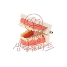 치아모형 혜명생필품마트
