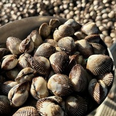 벌교꼬막 국내산 새꼬막 4차선별 벌교산지직송 대사이즈1kg (85미내외), 1개, 1kg (대사이즈)