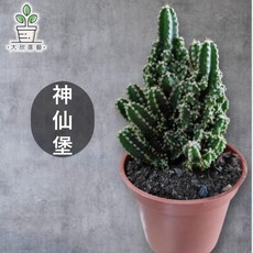 大欣園藝 仙人掌 神仙堡 3吋盆 療癒小型植物 造型特殊好照顧, 1個