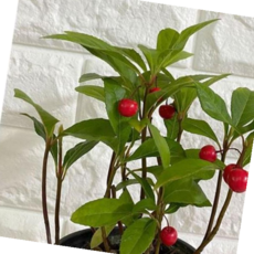 천냥금 천냥금(소) 앵두같은 빨간 열매나무 공기청정식물, 본상품