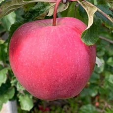 (산지직송) 당일수확 경북사과 못난이사과 알뜰상품, 1개, 10kg