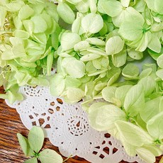 VITO zakka 木繡球永生花DIY乾燥花植物浮游花材花藝材料包拍攝道具DIY創作花材20g, 淺綠(現貨)