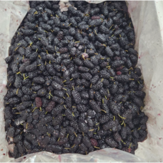 국내산 2025년 고창 햇 오디 청일 햇토종 오디열매 생과급냉 토종오디 급냉오디, 1개, 특품 1kg(트레이포장)