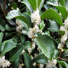 목하원예조경 은목서나무 묘목 80cm전후 5치 포트묘 향기수 정원조경수 꽃나무