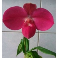 [신라난농원]Paph.Perufloras Cirila Alca 페루프러즈 실랄라 코바치 x 달레산드로이.빨강색..토분.인기품종.필독뒷사진참고, 1개