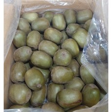 제주 레드키위 홍다래 참다래 대과, 1개, 3kg