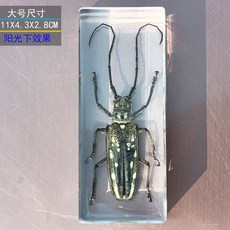 사슴벌레 장식 표본 관찰 곤충 과학 액자 교육용 박제, 독립적 인, 큰 구름 점박이 긴뿔 딱정벌레