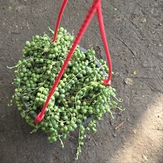 콩난 녹영 행잉 중대품 공중식물 다육식물 그린식물팜, 1개