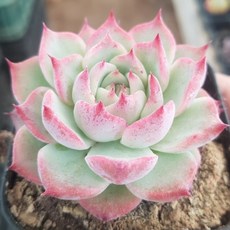 아기자기 예쁜다육 38종, 16번)- 시모야마 콜로라타, 1개