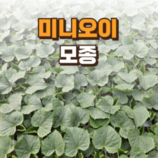 [미니오이 모종] 정프러그 미니 오이 모종 미니오이, 20개
