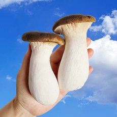 [학성새벽시장] 국산 무농약 GAP 새송이 버섯 가정용 선물용 업소용, 1개, 새송이버섯 500g