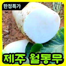 [오늘수확] 제주 국산 무우 세척무 월동무, 1박스, 2kg