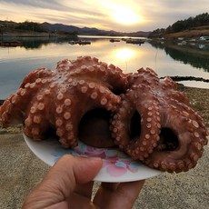 산지직송 고흥 손질 자숙 통 돌문어 (1-3미 생물기준 1kg), 1개, 1kg