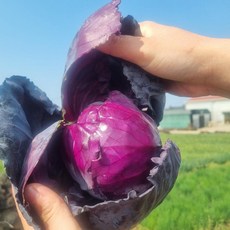 바로온 제주 적채 레드캐비지 샐러드용 제철채소, 1.5kg내외(2~3통), 1박스