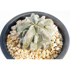 은사돌기난봉옥 실생 동일품-260225 코덱스 아프리카식물 멸종위기 희귀선인장