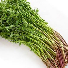 향긋한 청도 미나리 500g, 1개