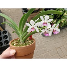 [신라난농원]홀코스타일리스 MS 선라이트.조설란교배.꽃대.좋은향.고급스런품종.(흰색에핑크점박이립프).잎이 딱딱함.인기상품입고.필독뒷사진참고, 1개