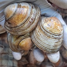 요리하는 아들 당일조업 신선한 알맹이 큰 백생합 2kg, 1+1 백생합 총 2kg, 1개