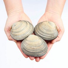 숨비해물 거제도 해녀 자연산 대합(개조개)1kg(중10~13미내외), 1개, 1kg