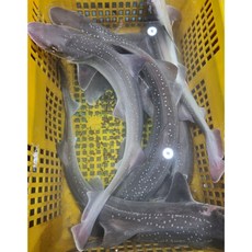 상어 활상어 생상어 죽상어 참상어 돔베기 3kg 3마리, 1개