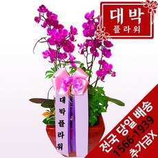 대박플라워 만천홍 서양란 승진선물 취임 영전 이전 개업선물 부모님선물 꽃배달, 1개