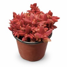 적귀성 10cm 다육 에키베리아 붉은색 Echeveria 대성식물, 1개, 레드