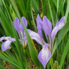 컴프리 꽃 야생화 꽃씨 종자 타래붓꽃 씨앗 100립 kdy*8160eo, 1개